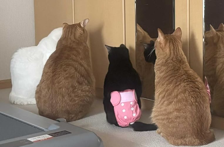 猫用オムツSS 200枚 Amazon | マナーウェア 猫用 おむつ SSサイズ 200枚 (40枚×5袋) 猫用